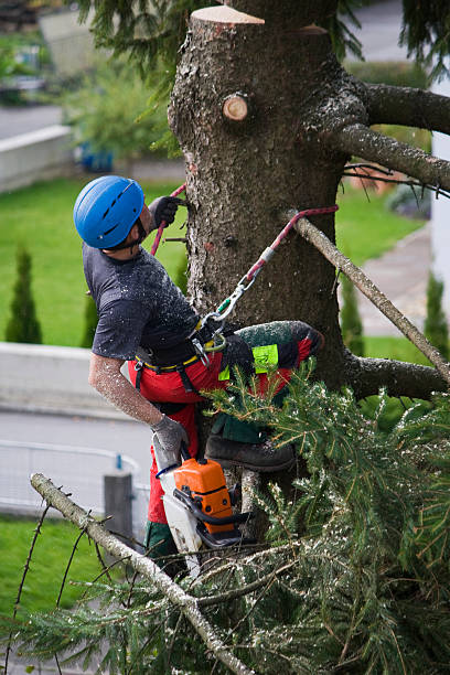 Best Tree Trimming and Pruning  in Plainwell, MI